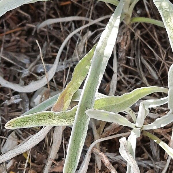 Phlomis lychnitis Leaf