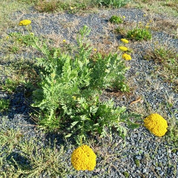 Achillea filipendulina 形態