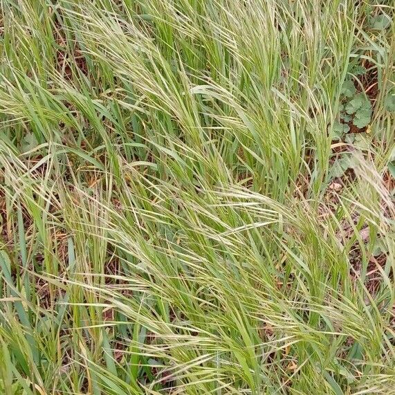 Anisantha sterilis Habit