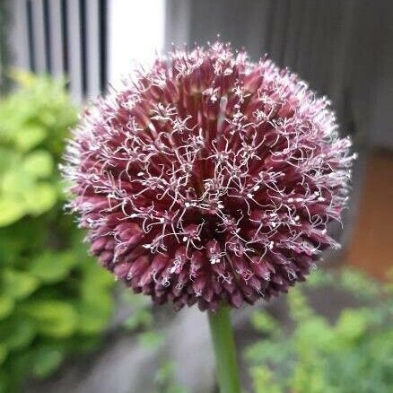 Allium vineale Blodyn