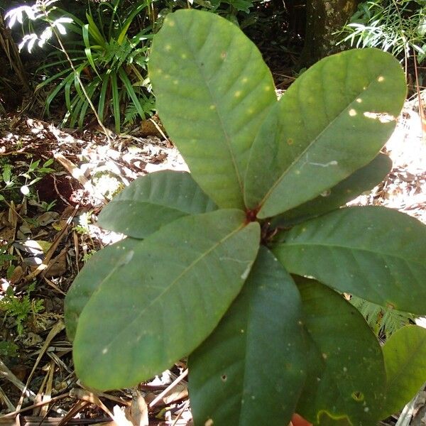 Planchonella roseoloba Frunză