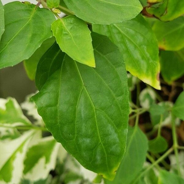 Orthosiphon aristatus Leaf