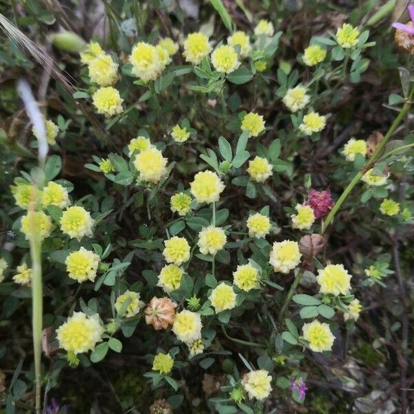 Trifolium aureum عادت