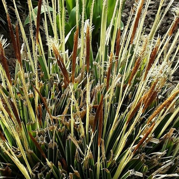 Carex caryophyllea Habitus