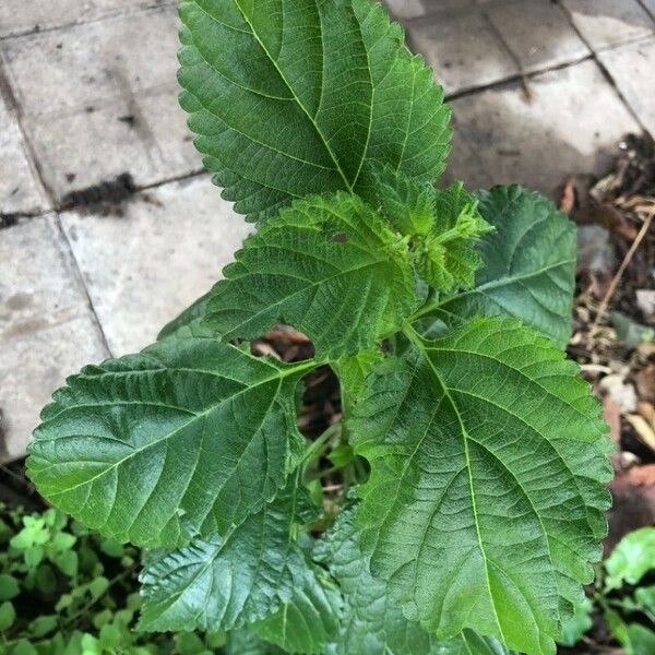 Lantana viburnoides Φύλλο