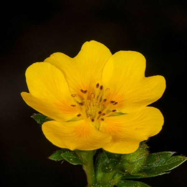 Potentilla aurea Õis