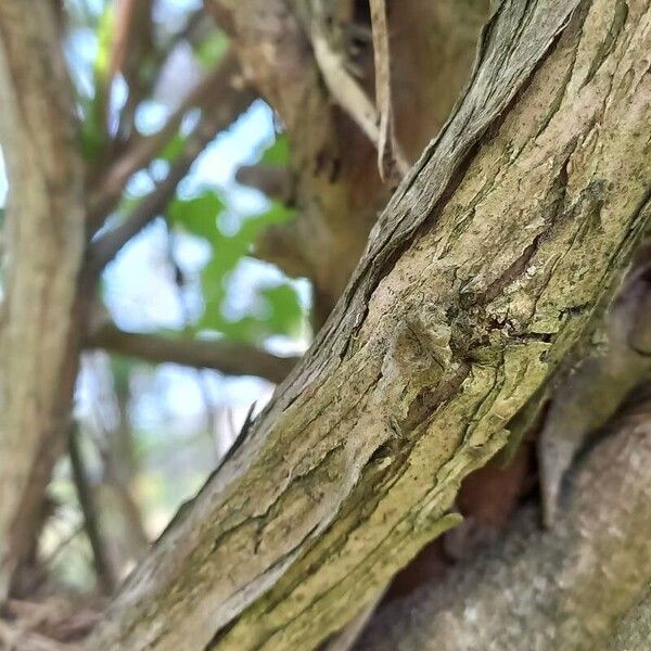 Wisteria floribunda 树皮