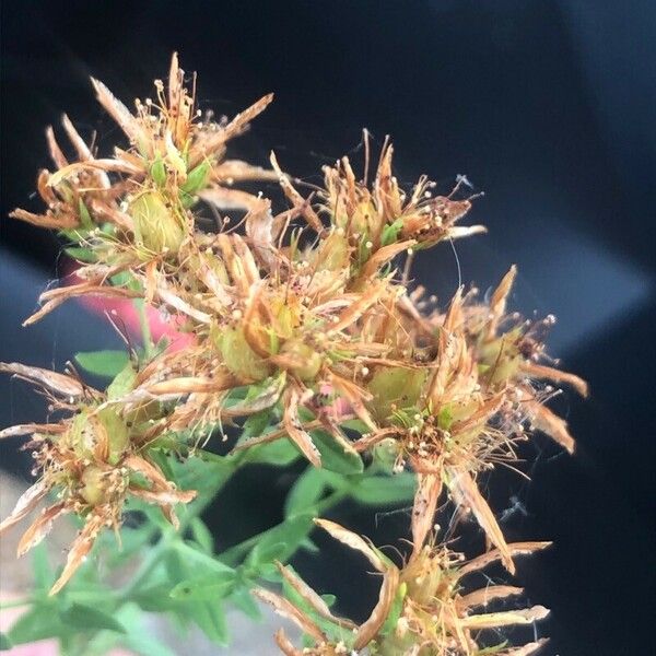 Hypericum perfoliatum Цветок