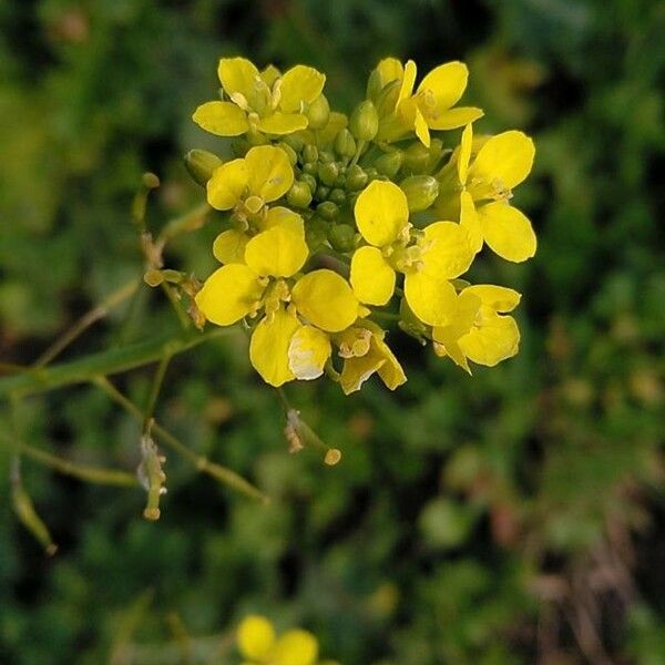 Sinapis arvensis Flor