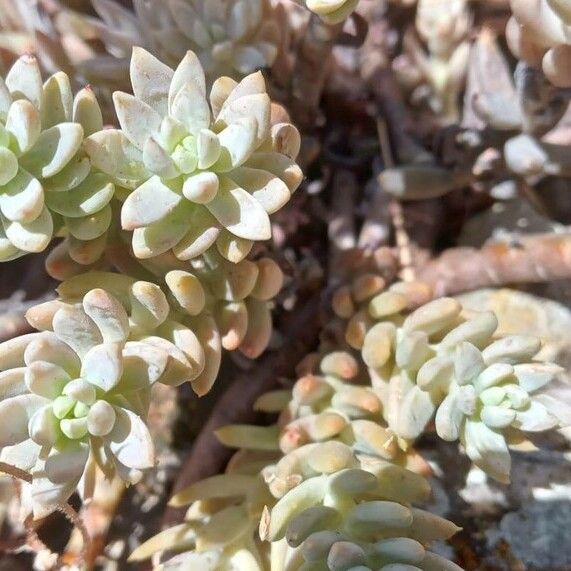 Sedum sediforme Blad