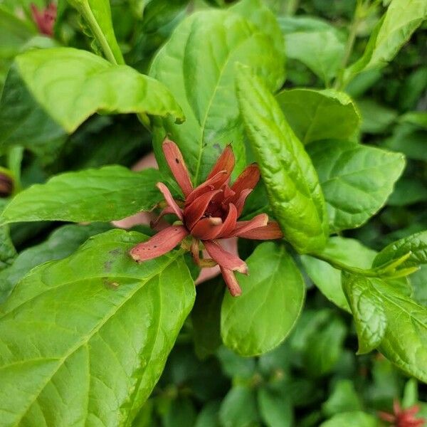 Calycanthus floridus Cvet