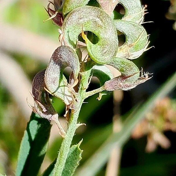 Medicago × varia Fruto