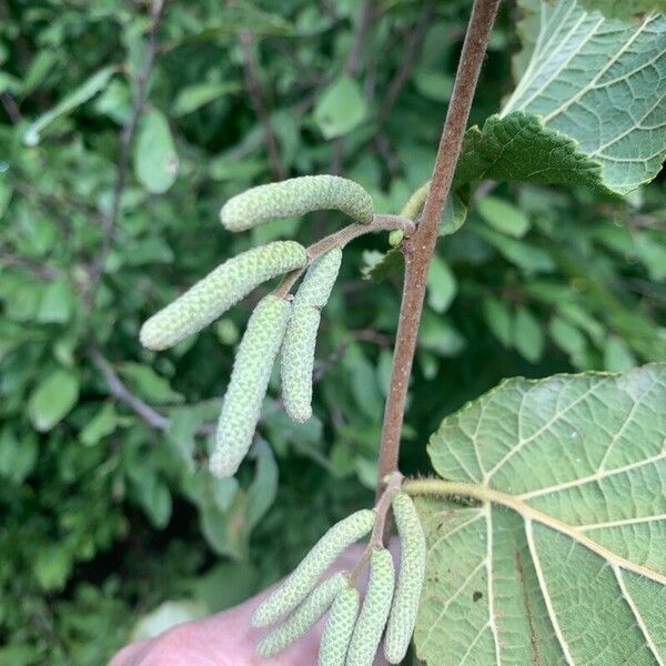 Corylus americana Flor