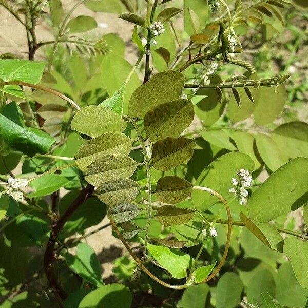 Phyllanthus tenellus Habit