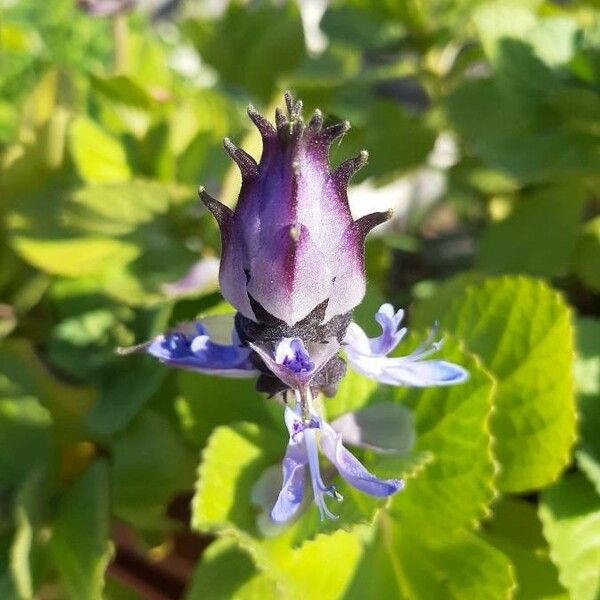 Plectranthus ornatus Flower