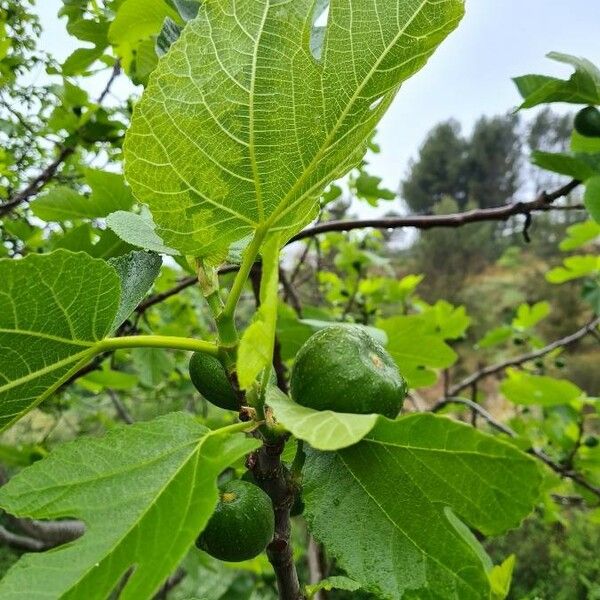 Ficus carica Frutto