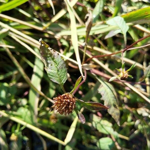 Bidens frondosa Flor