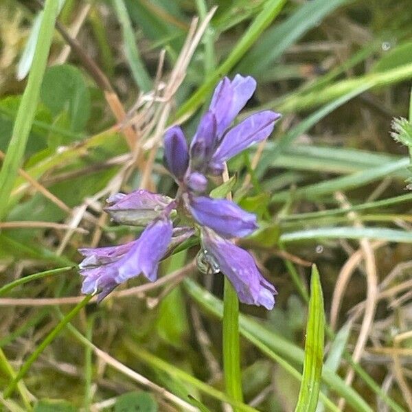 Polygala serpyllifolia Flower