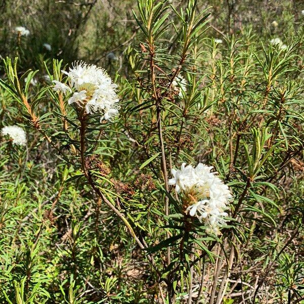 Rhododendron tomentosum Žiedas