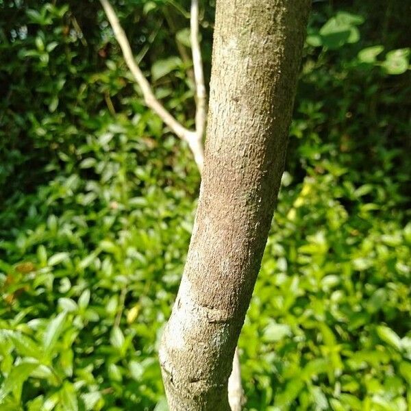 Dalbergia latifolia Bark