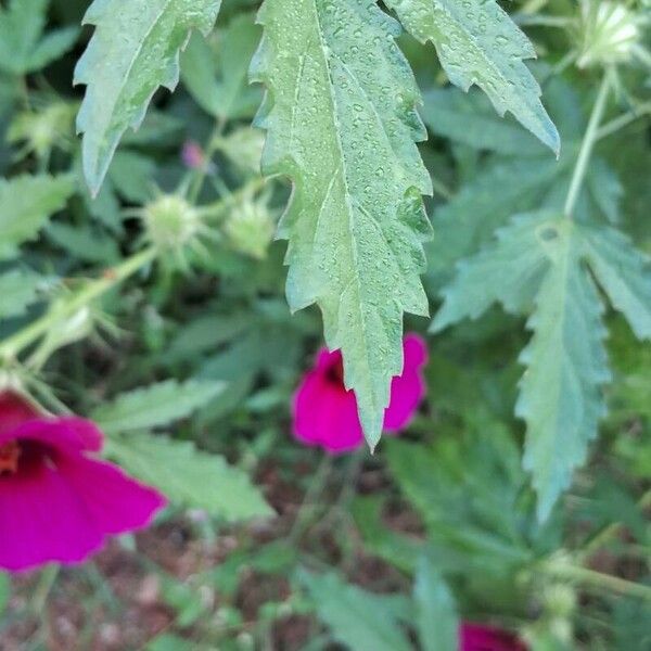 Hibiscus cannabinus Leaf