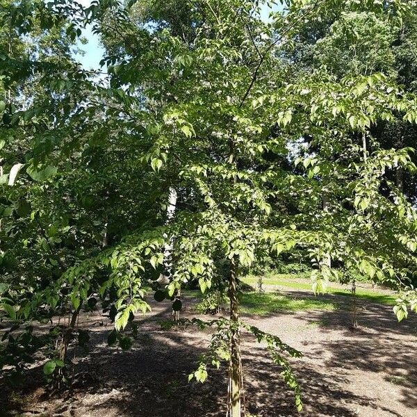 Styrax japonicus Habitus