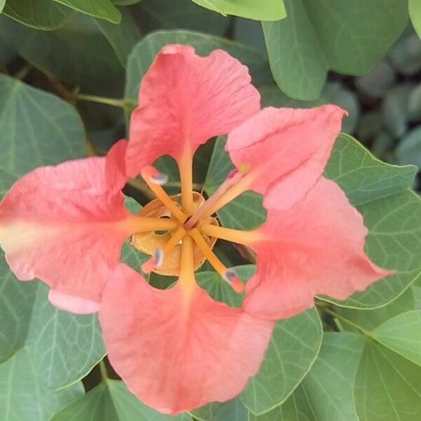 Bauhinia galpinii Flower