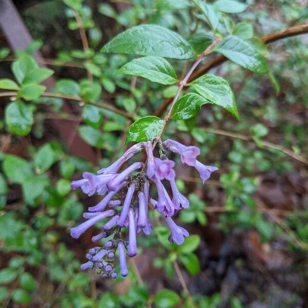 Buddleja lindleyana Λουλούδι