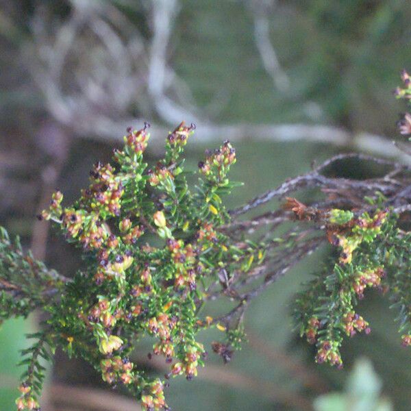 Erica arborescens ശീലം