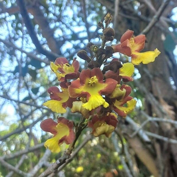 Gmelina arborea Flower