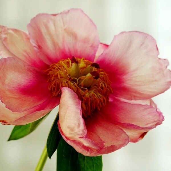 Paeonia mascula Kvet