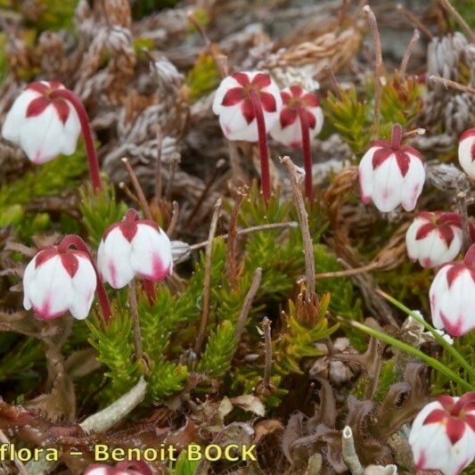 Cassiope hypnoides Агульны выгляд