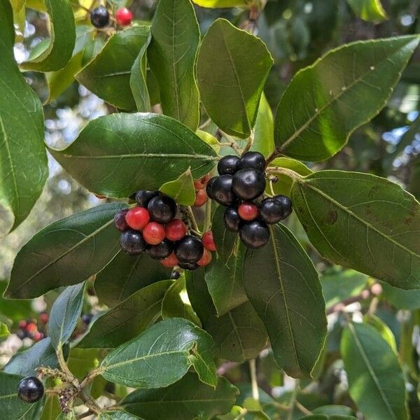 Rhamnus alaternus Fruit