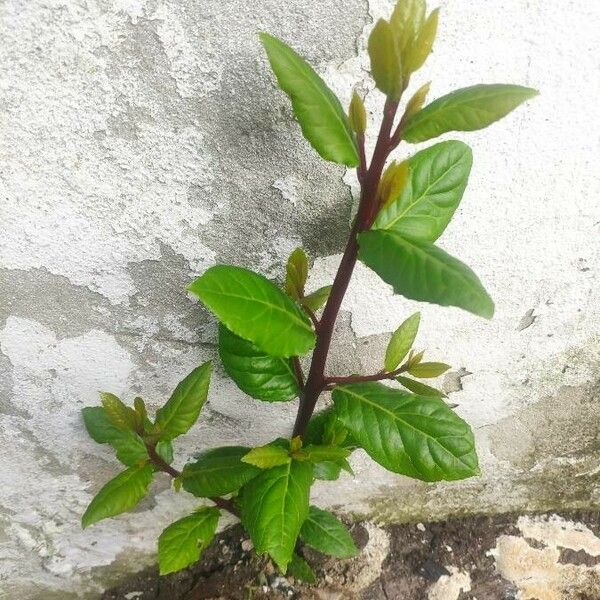 Gynura procumbens 葉