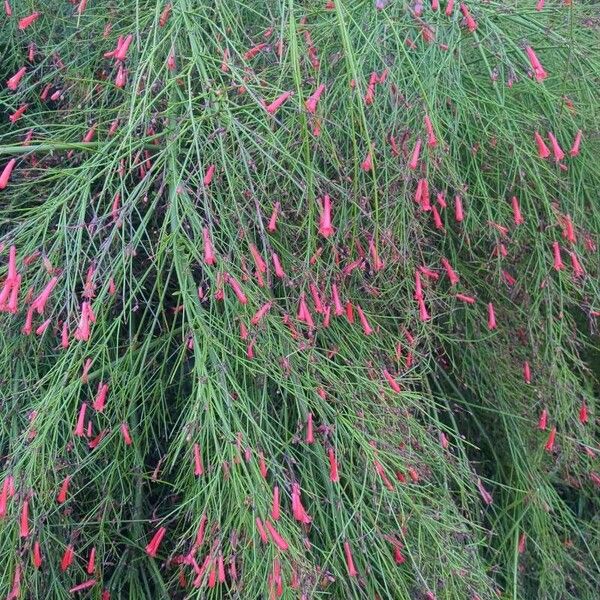 Russelia equisetiformis Blatt