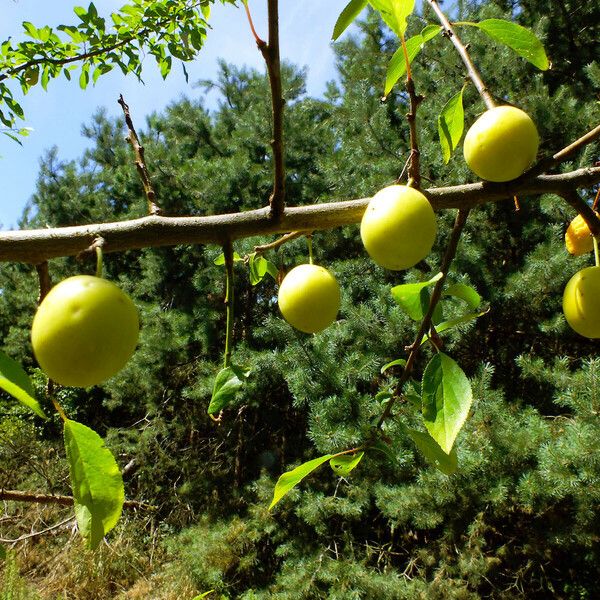 Prunus domestica ফল