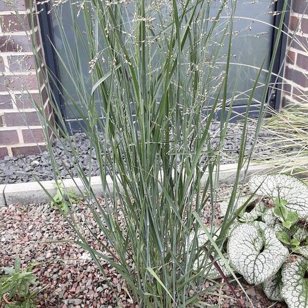 Panicum virgatum Habitus