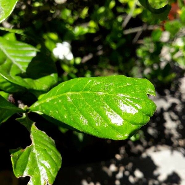 Gardenia jasminoides Blatt