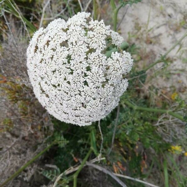 Visnaga daucoides 花