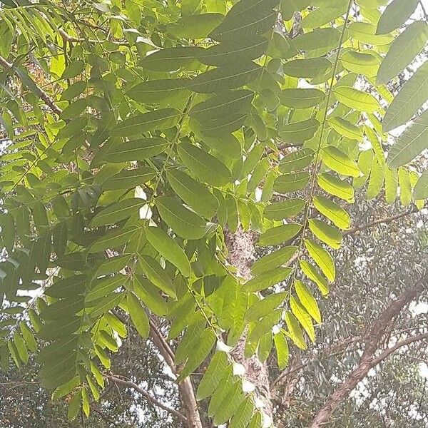 Imagem de referência para identificação da planta Cedro-rosa