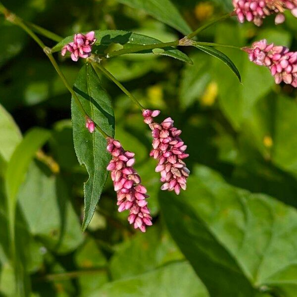 Polygonum persicaria Квітка