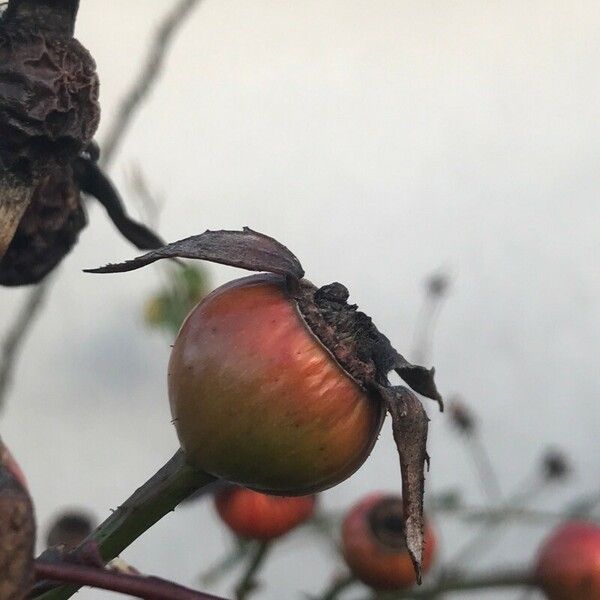 Rosa stylosa Vaisius