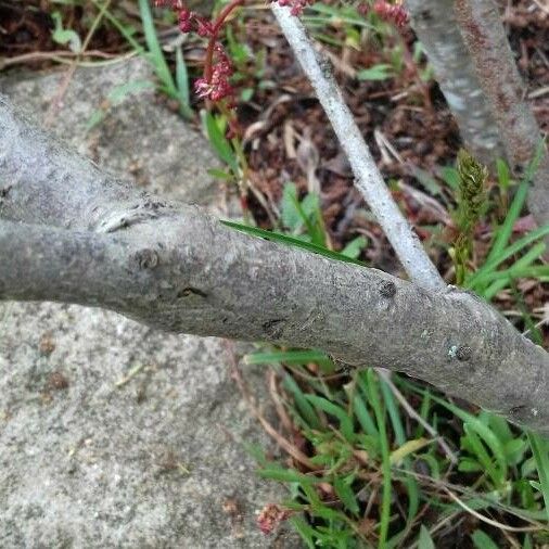 Prunus persica Bark