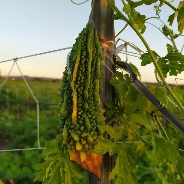 Momordica charantia Fruit