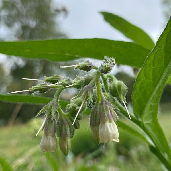 Symphytum officinale 花