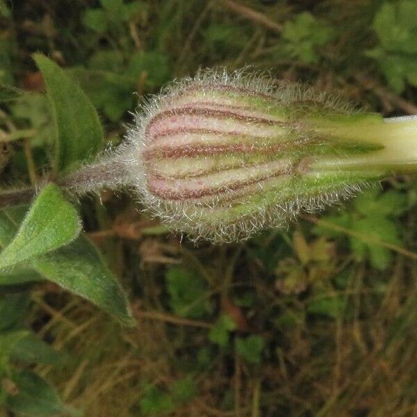 Silene latifolia Other