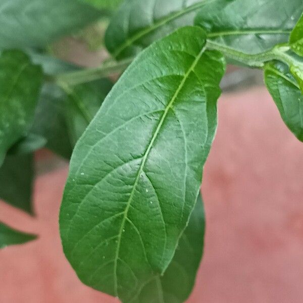 Petiveria alliacea Leaf