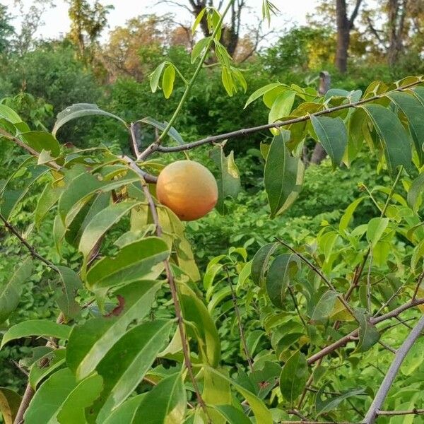 Landolphia heudelotii Fruit