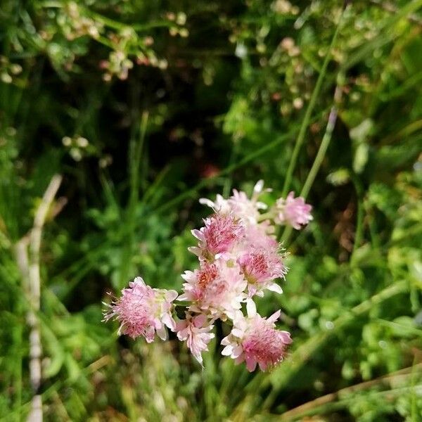 Antennaria dioica Cvet