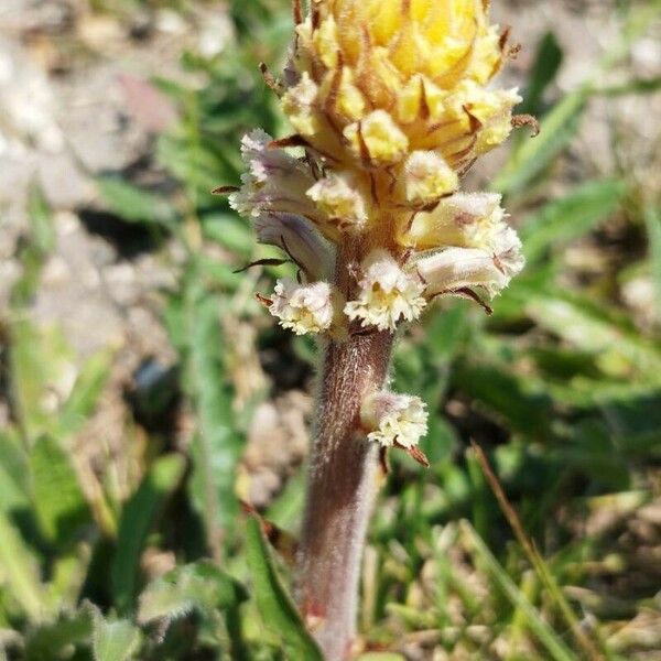 Orobanche picridis Fleur